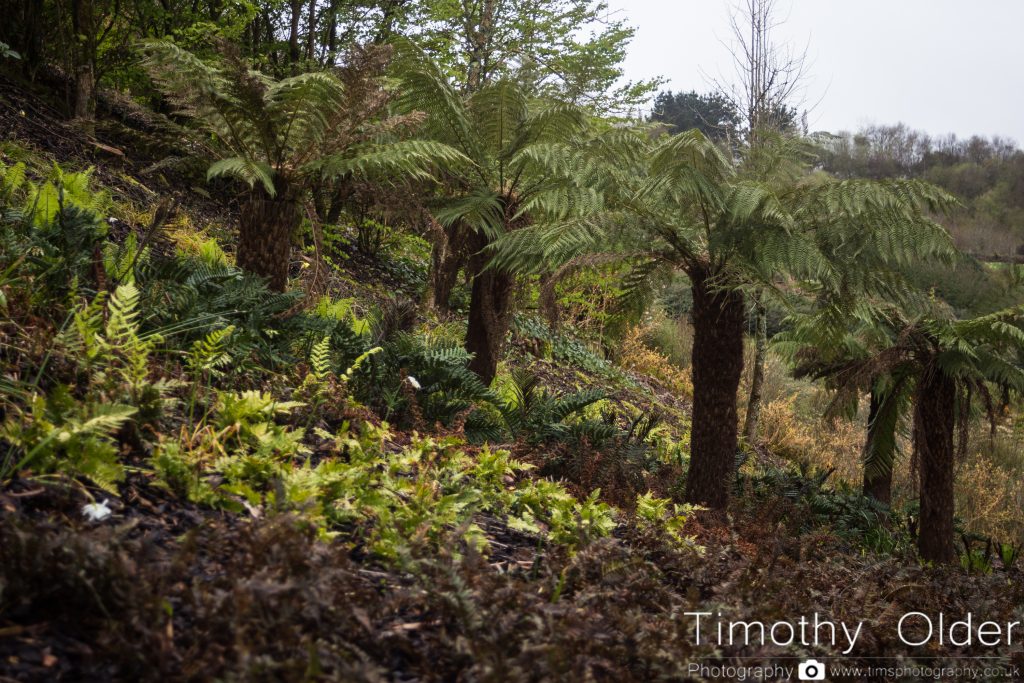 Eden Project Photograph