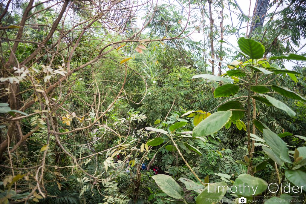 Eden Project Photograph