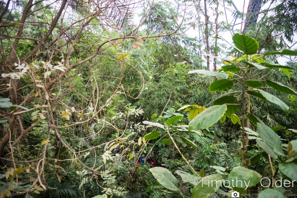 Eden Project Photograph