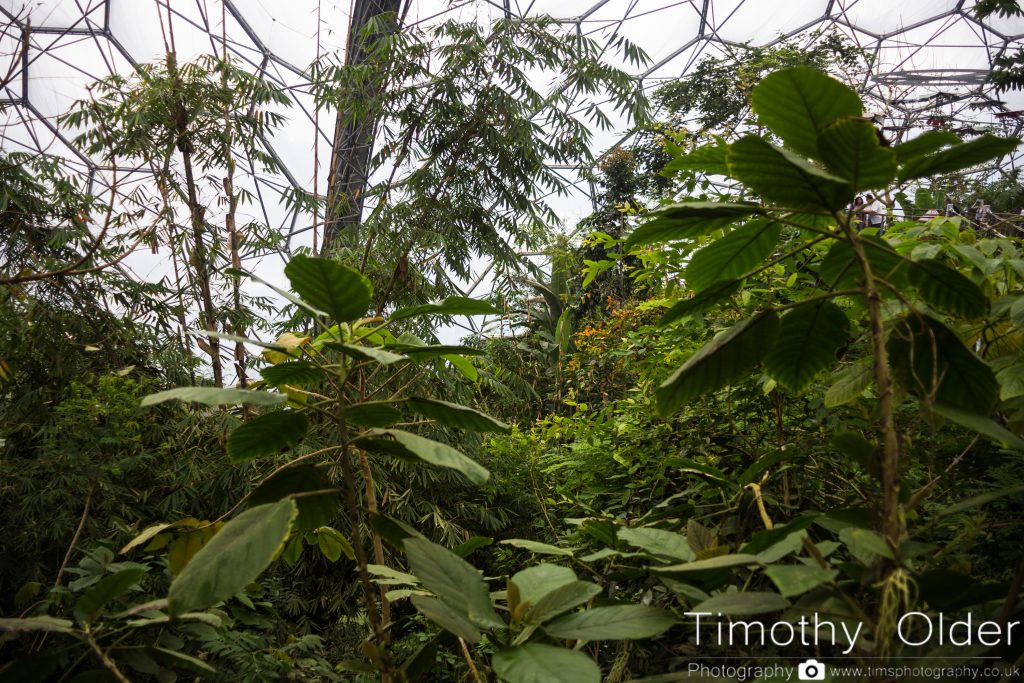 Eden Project Photograph