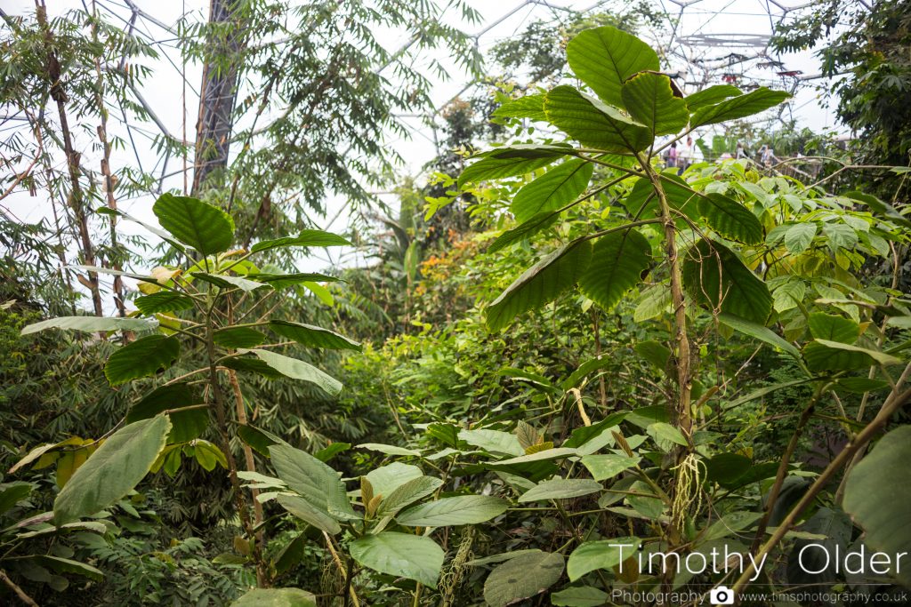 Eden Project Photograph