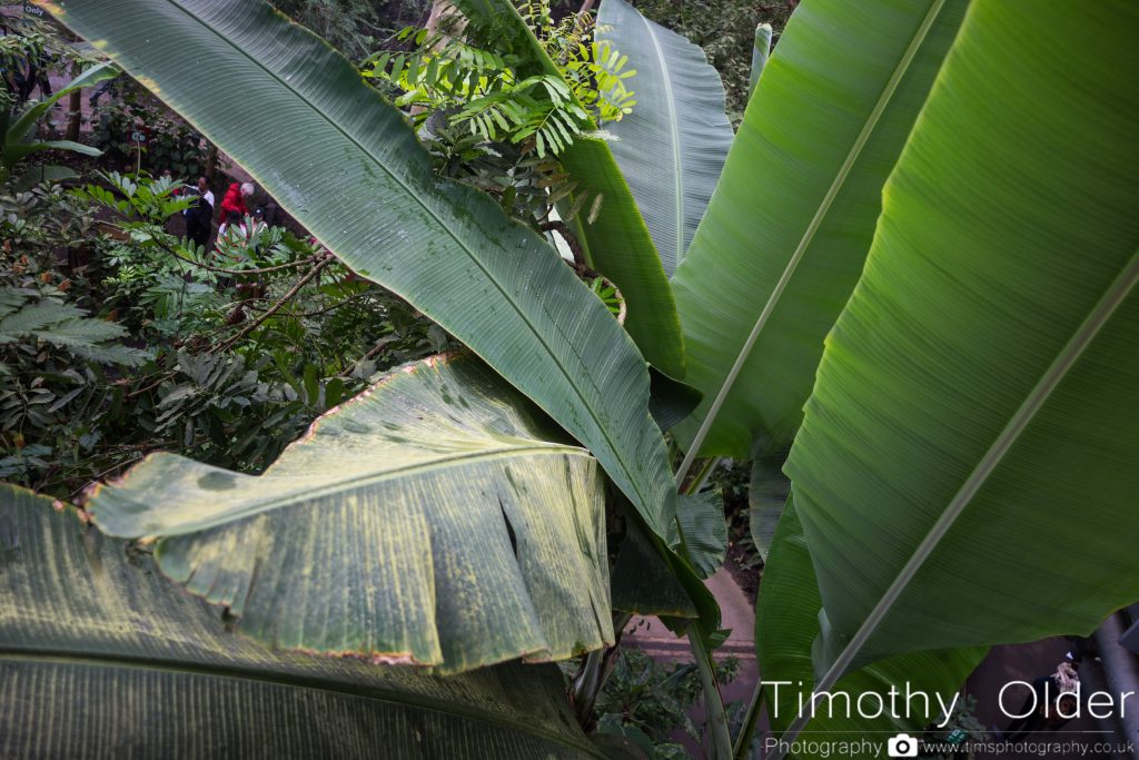 Eden Project Photograph