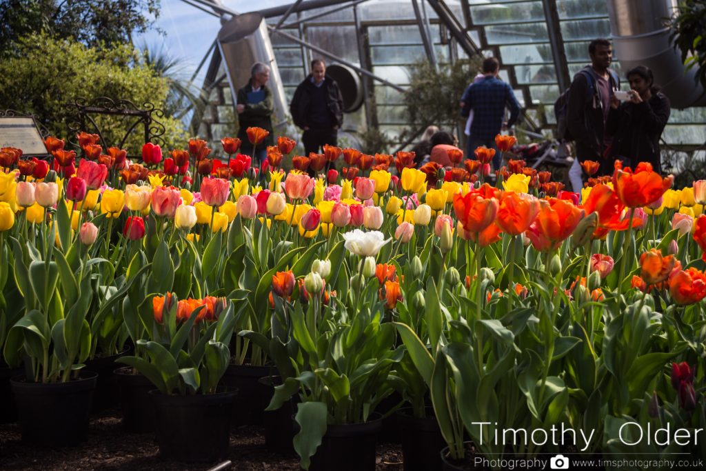 Eden Project Photograph