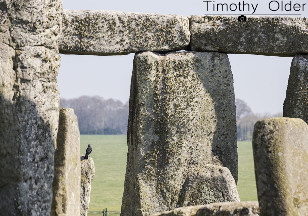 Stonehenge - Blackbird on one Stone