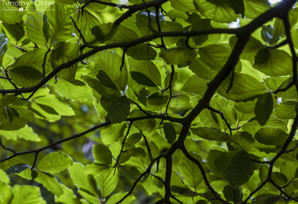 Coolings Green and Pleasant Nature Trail